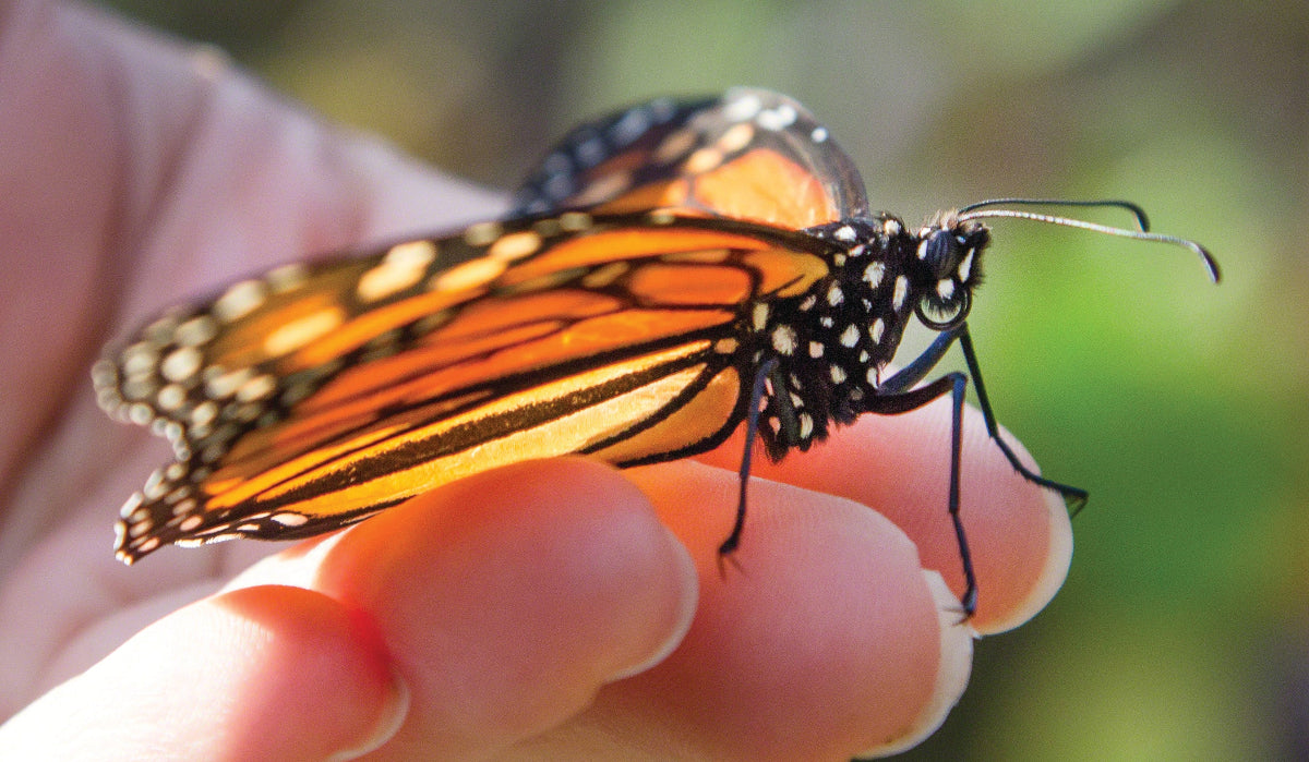 Close-up of a monarch butterfly.