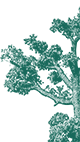 A green background with a white background.